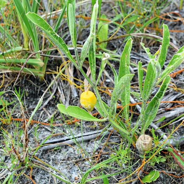 File:HISP - Plant with Fruit.jpg