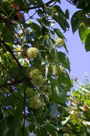 File:Uncaria rhynchophylla kagikzr01.jpg