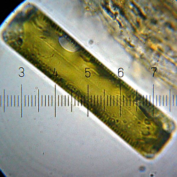 File:20110123 185042 Diatom.jpg