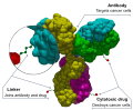Structure of an antibody-drug conjugate
