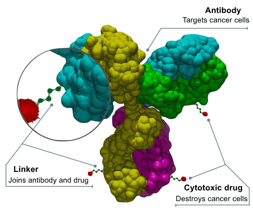 File:Antibody-drug conjugate structure.svg