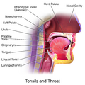 Anatomy of the throat and tonsils