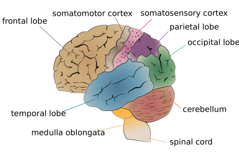 File:Cerebrum lobes.png