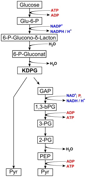 File:Entner–Doudoroff pathway.svg