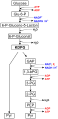 Diagram of the Entner–Doudoroff pathway