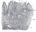 Diagram of gastric glands