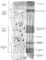 Thumbnail for version as of 17:28, 18 May 2026