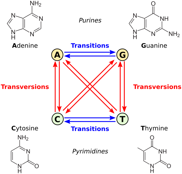 File:All transitions and transversions.svg