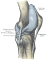 Lateral meniscus