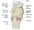External view of the larynx