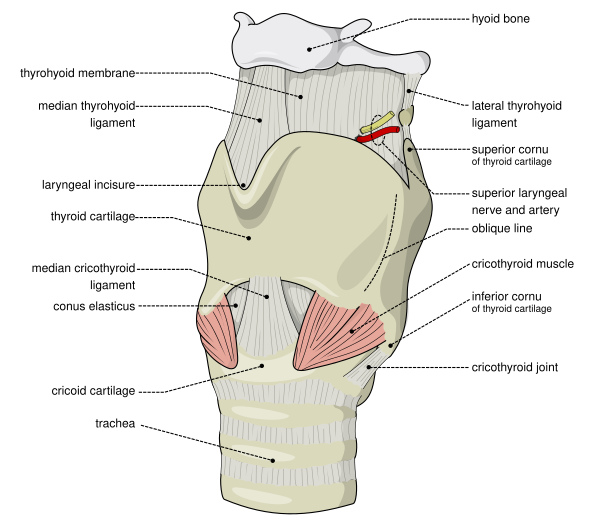 File:Larynx external en.svg