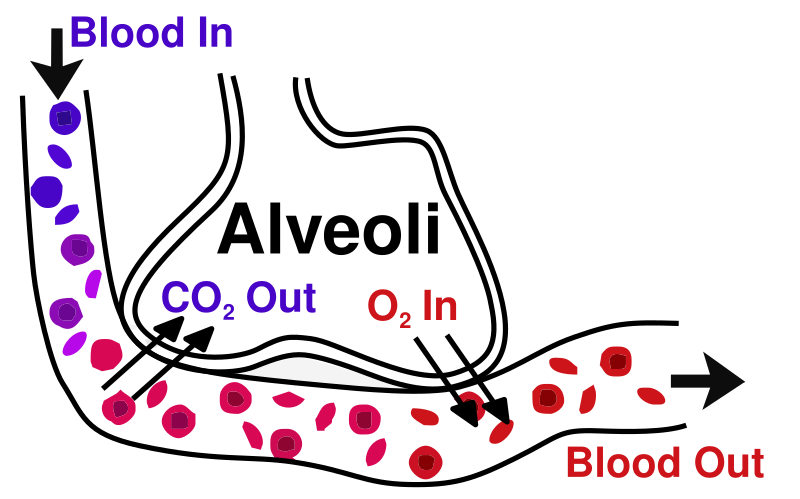 File:Alveoli.svg