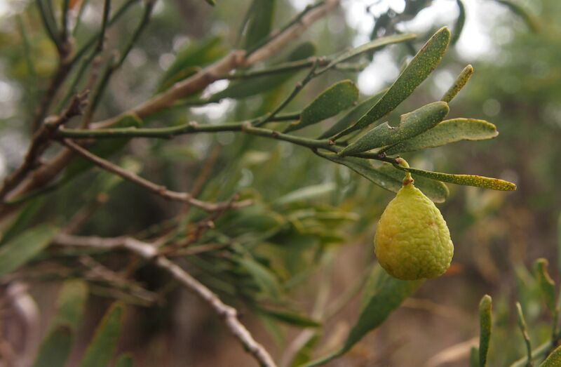 File:Citrus glauca fruit.jpg