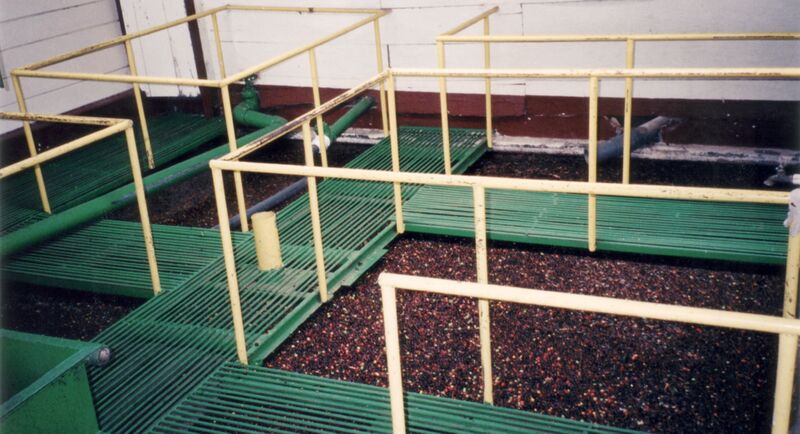 File:Coffee Processing Seperation vats.jpg
