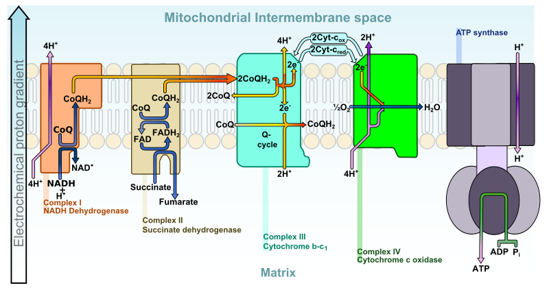 File:Electron transport chain.svg