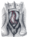 Muscles of the pelvic diaphragm, side view