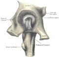 Gray's Anatomy illustration 341