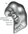 Gray's Anatomy image of pharyngeal arches
