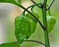 Naga Jolokia chili