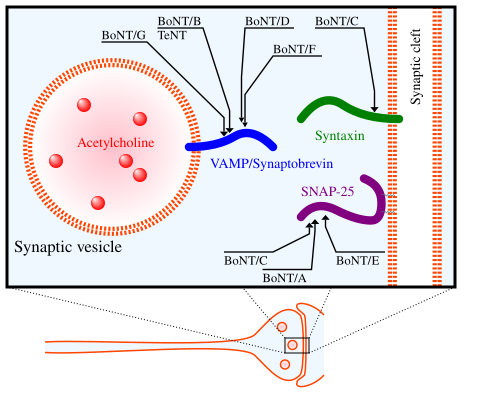 File:Presynaptic CNTs targets.svg