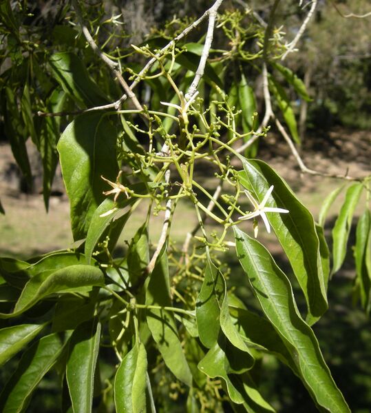 File:Alstonia constricta flowers.jpg