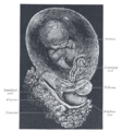 Vitelline duct