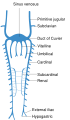 Sinus venosus