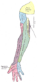 Thumbnail for version as of 17:28, 18 May 2026