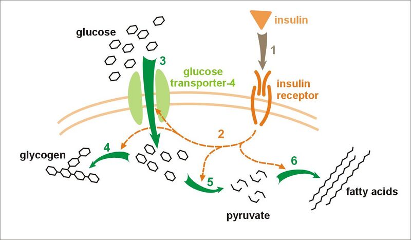 File:Insulin glucose metabolism.jpg
