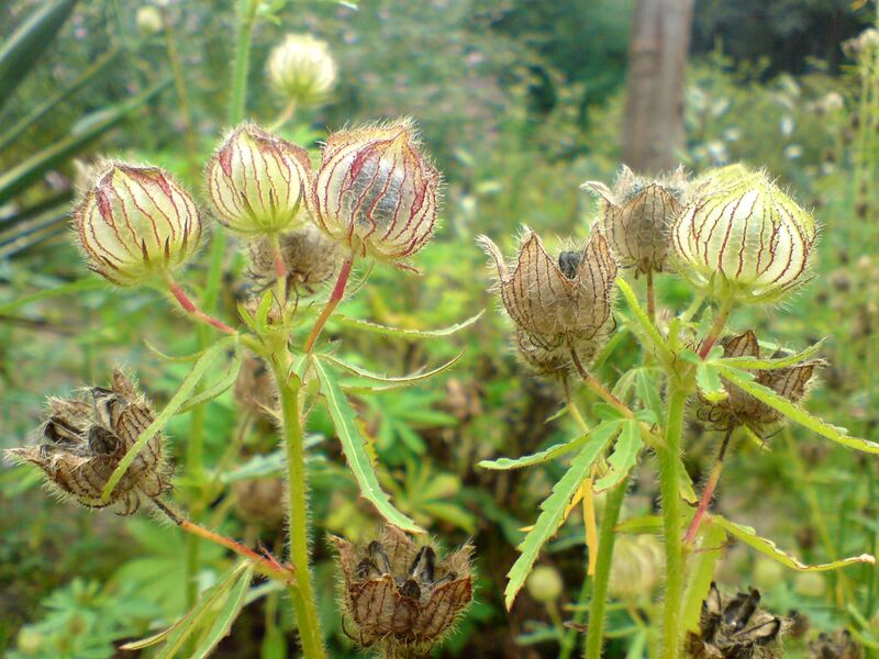 File:01762 - Hibiscus cannabinus (Eibisch).JPG