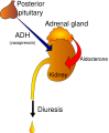 Thumbnail for version as of 02:13, 7 June 2026