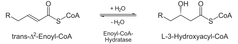 File:Beta-Oxidation2.svg