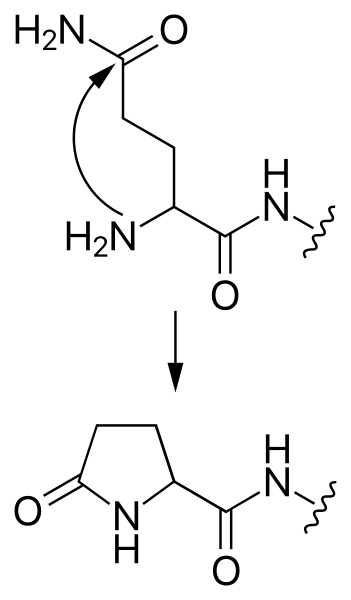 File:Formation of pyroglutamate.svg