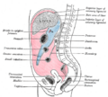 Thumbnail for version as of 17:28, 18 May 2026