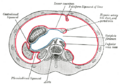 Omental_foramen