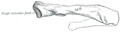 Thumbnail for version as of 17:28, 18 May 2026