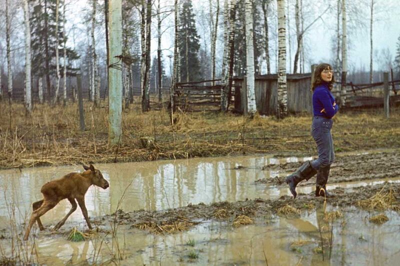 File:Moose-Imprinting-sr81-15.jpg