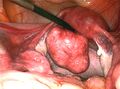 Thumbnail for version as of 03:20, 5 June 2026
