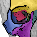 Diagram of the orbital bones