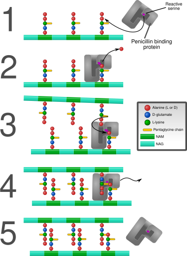 File:PBP catalysis.svg