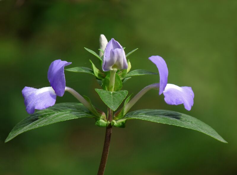 File:Achetaria azurea at Kadavoor.jpg