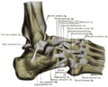 Bones of the foot, showing tarsometatarsal joints
