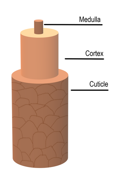 File:Hair shaft diagram.png