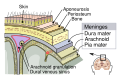 Meninges Diagram