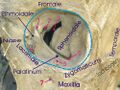 Orbital anatomy