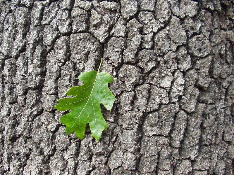 File:Quercus kelloggii (bark leaf).jpg