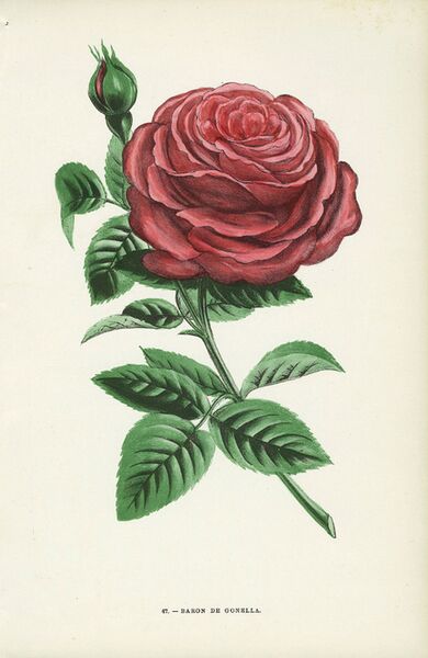 File:Baron de Gonella Rose.jpg