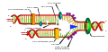 DNA replication