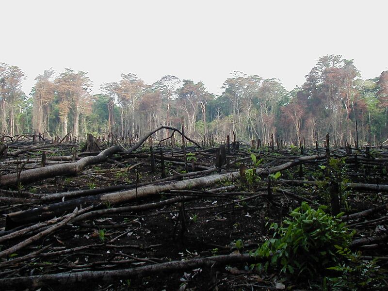 File:Lacanja burn.JPG