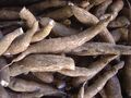 Cassava plant